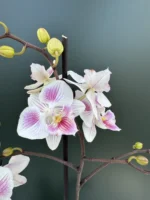 Phalaenopsis Lily Big Lip