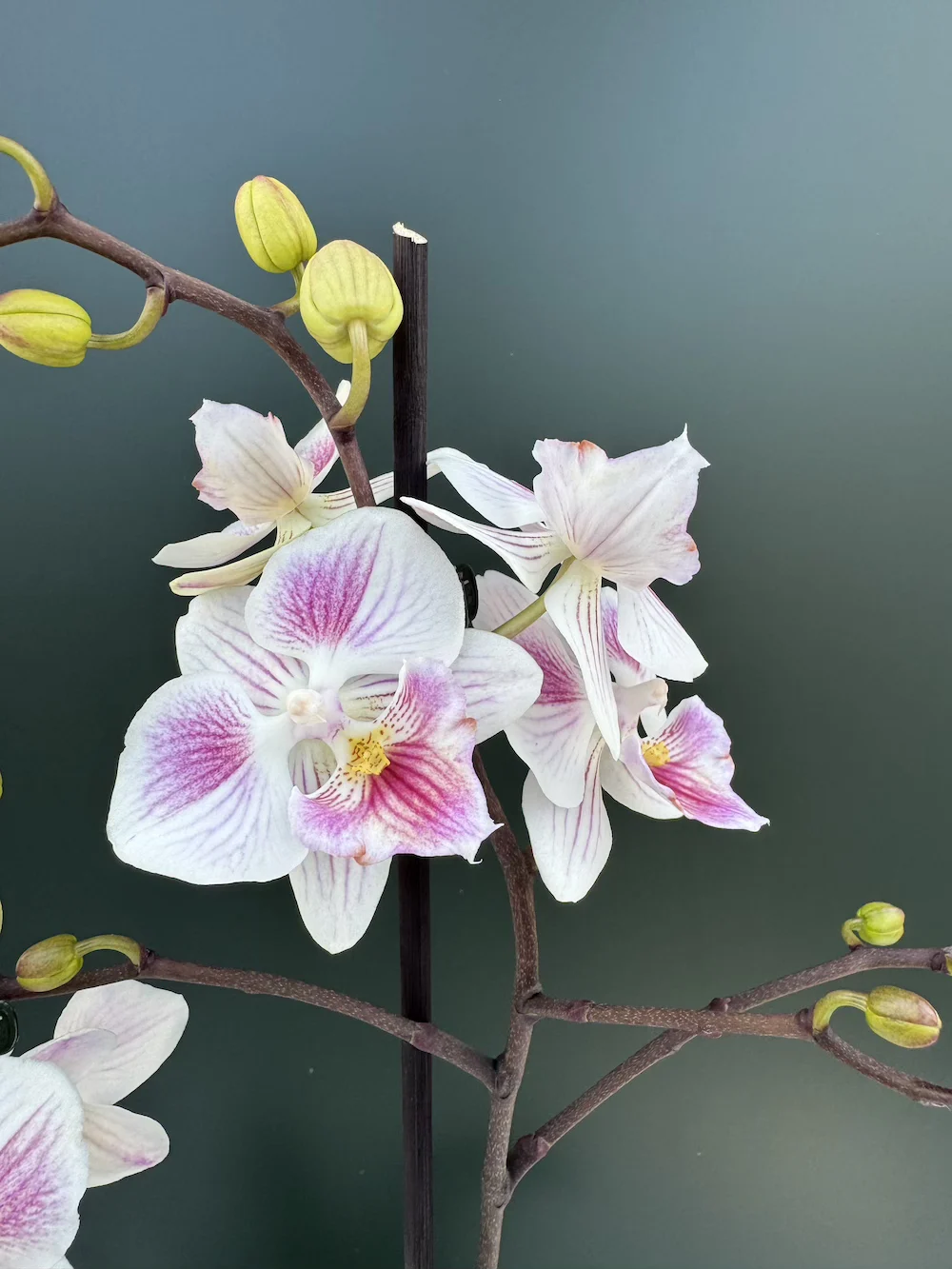IMG_5001 Phalaenopsis Lily Big Lip - Image 1