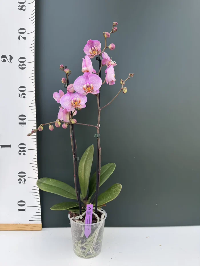 Phalaenopsis Formation - Image 2