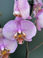 Phalaenopsis Formation