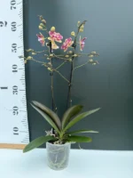 Phalaenopsis - Sogo Yellowtris (peloric) - Image 2