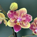 Phalaenopsis - Sogo Yellowtris (peloric)