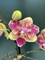 Phalaenopsis - Sogo Yellowtris (peloric)
