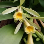 Orchid - Vanilla Planifolia