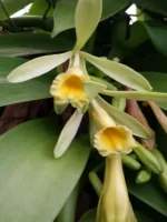Orchid - Vanilla Planifolia