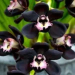 Cymbidium - Kiwi Midnight