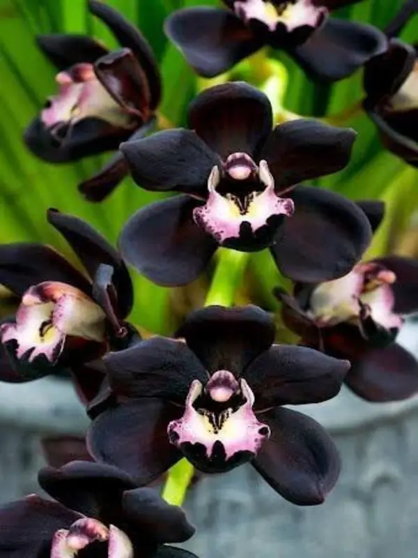 5F2526CA-9C90-43BF-AF9D-EA00534CD5B6_1024x Cymbidium - Kiwi Midnight - Image 1