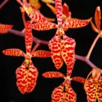 Renanthera - Monachica