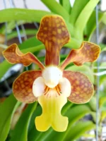 Vanda - Brunnea