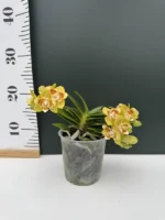 Phalaenopsis - Anmio Yellow Bat - Image 2