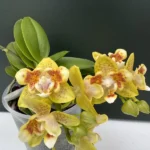 Phalaenopsis - Anmio Yellow Bat