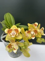 Phalaenopsis - Anmio Yellow Bat