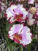 Phalaenopsis - Artsy