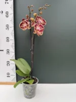Phalaenopsis - Cinder - Image 2