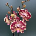 Phalaenopsis - Cinder