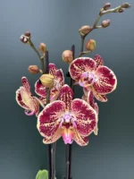 Phalaenopsis - Cinder