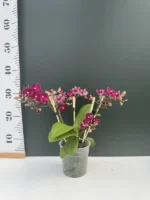 Phalaenopsis - Freedanzo Sparrow - Image 2