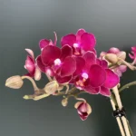 Phalaenopsis - Freedanzo Sparrow