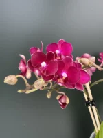 Phalaenopsis - Freedanzo Sparrow