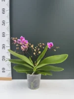 Phalaenopsis - Dazzling Diva - Image 2