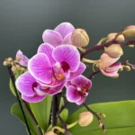 Phalaenopsis - Dazzling Diva
