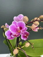 Phalaenopsis - Dazzling Diva
