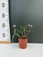 Dendrobium - Kingianum - Image 2