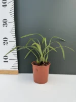 Maxillaria - Schunkeana - Image 2