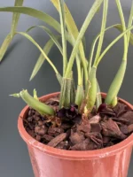 Maxillaria - Schunkeana - Image 3