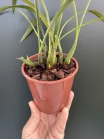 Maxillaria - Schunkeana - Image 4