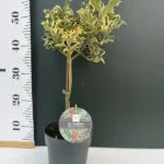 Ilex Aquifolium