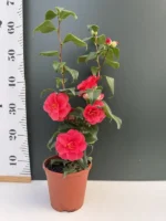 Camellia - Image 2