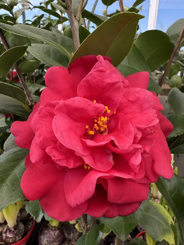 IMG_5262 Camellia - Image 1
