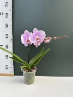 Phalaenopsis - Spirit Roze (XL Flowers) - Image 2