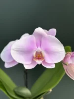 Phalaenopsis - Spirit Roze (XL Flowers)