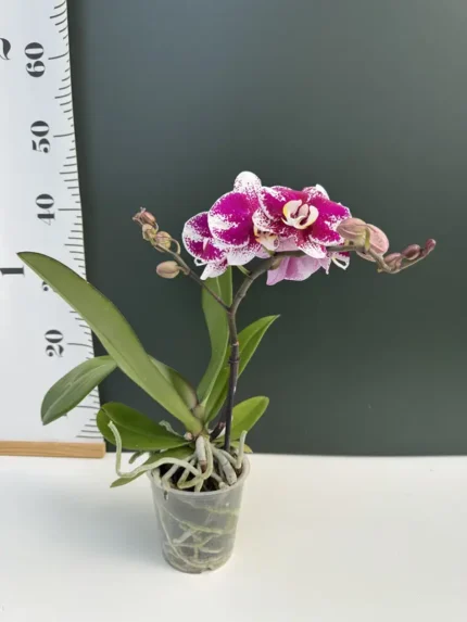 IMG 5267 &bull; Ελληνικές Ορχιδέες &bull; Μοναδικές ορχιδέες με στυλ και αρώματα!