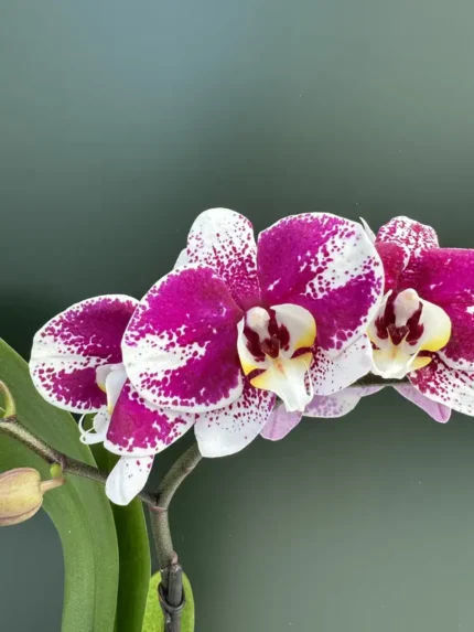 IMG 5268 &bull; Ελληνικές Ορχιδέες &bull; Μοναδικές ορχιδέες με στυλ και αρώματα!