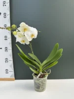 Phalaenopsis - Spirit White - Image 2