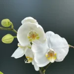Phalaenopsis - Spirit White