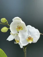 Phalaenopsis - Spirit White