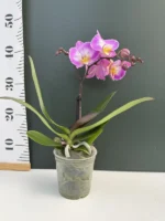 Phalaenopsis - Spirit Pink - Image 2