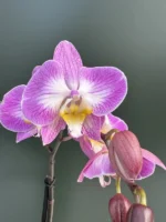 Phalaenopsis - Spirit Pink