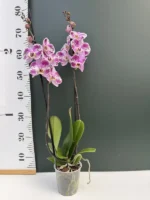 Phalaenopsis - Amoer - Image 2