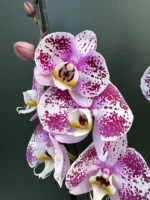 Phalaenopsis - Amoer