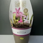 Garden Orchid - Bletilla (Ορχιδέα Κήπου)