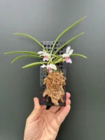 Rhynchostylis gigantea x Rhy. violacea - Image 2