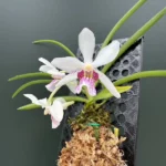 Rhynchostylis gigantea x Rhy. violacea