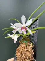 Rhynchostylis gigantea x Rhy. violacea