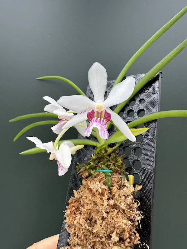 IMG_5393 Rhynchostylis gigantea x Rhy. violacea - Image 1