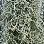 Tillandsia Usneoidis - Curly